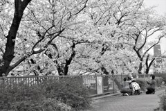 季節　桜