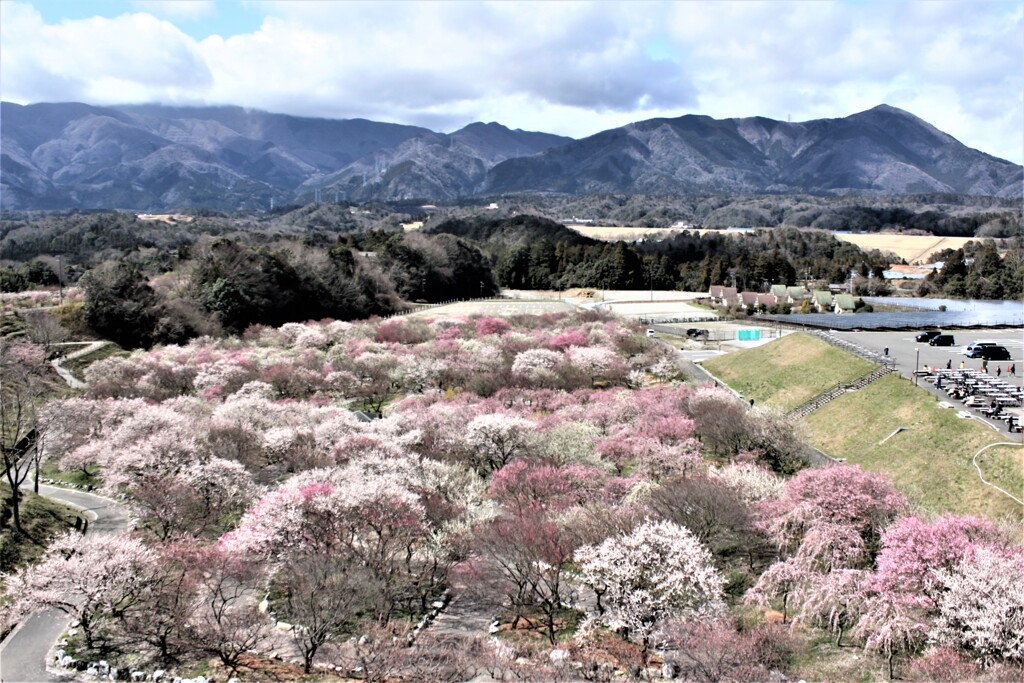 花桃の里