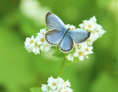 蕎麦の花