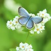 蕎麦の花