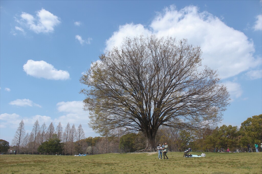 大きな木の下で