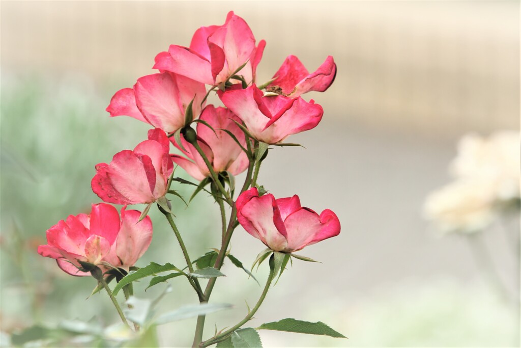花の名前は解らないけど