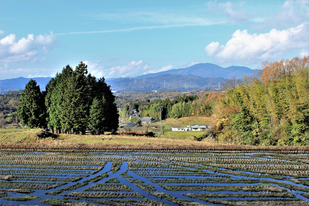 田植えの季節