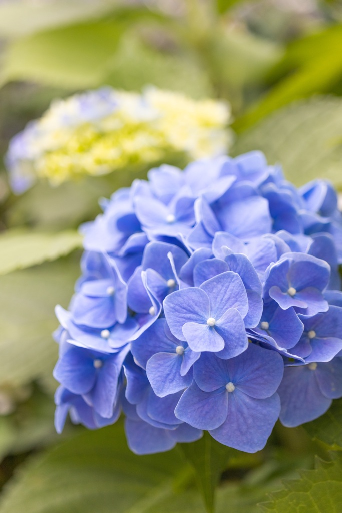 道端の紫陽花
