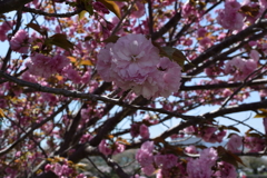 近くの公園の八重桜