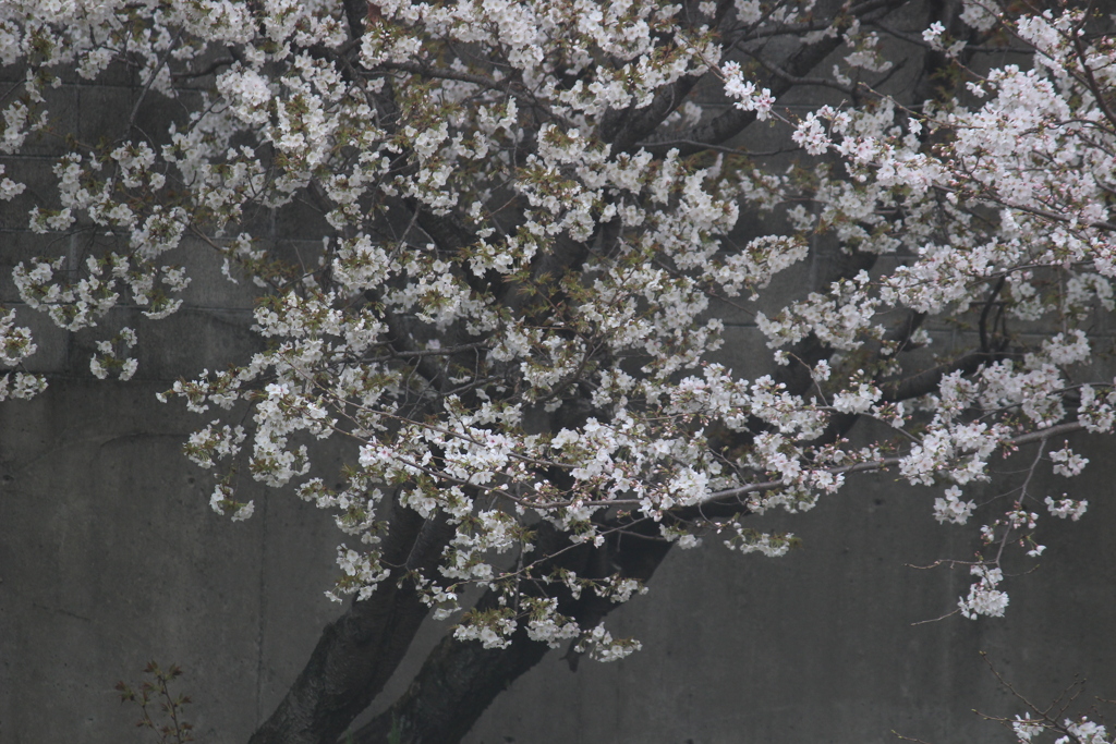 近所の桜