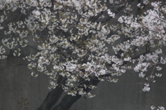 近所の桜