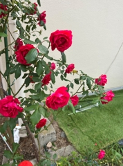薔薇
