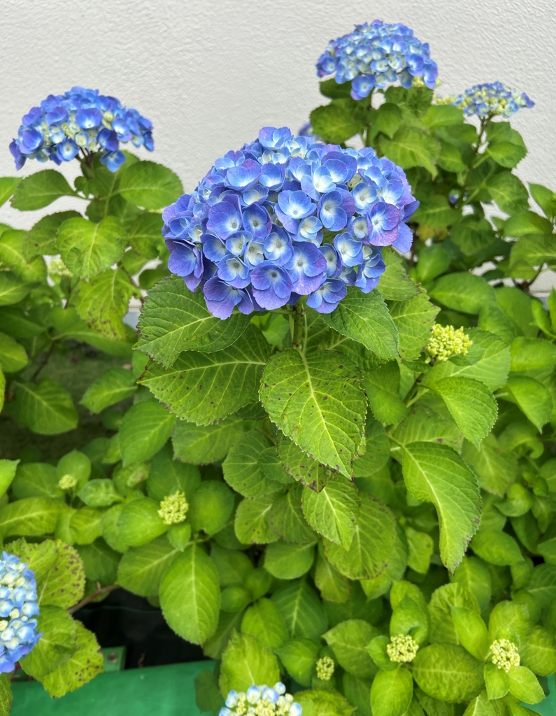 紫陽花2