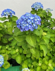 紫陽花2