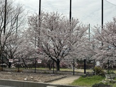 近くの川沿いの桜