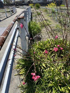2024年03月27日 水田に咲いていた梅