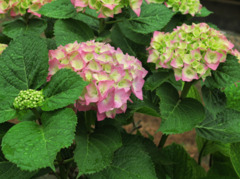 近所の紫陽花