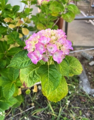 紫陽花