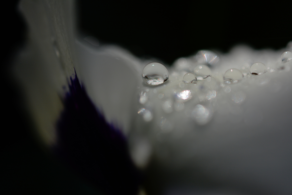 パンジー・しずく