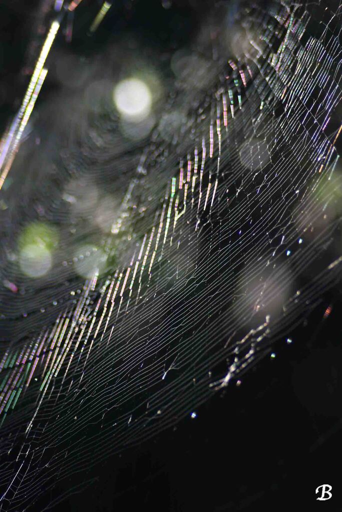 蜘蛛の巣
