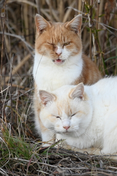 野良猫2匹