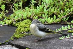 キセキレイ220807