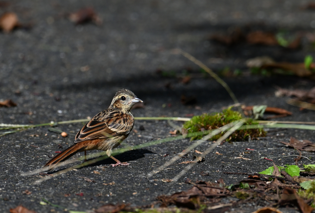 ホオアカ2-220824