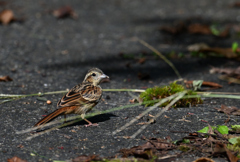 ホオアカ2-220824