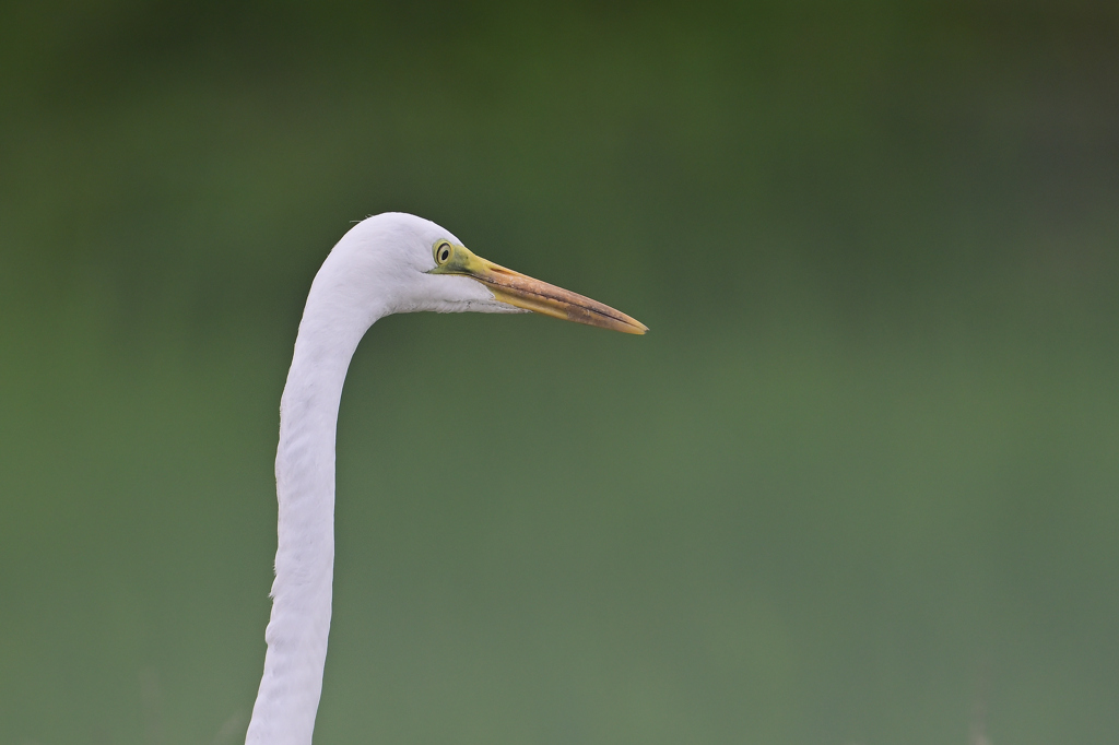 ダイサギ