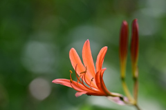 キツネのカミソリ