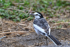 セグロセキレイ