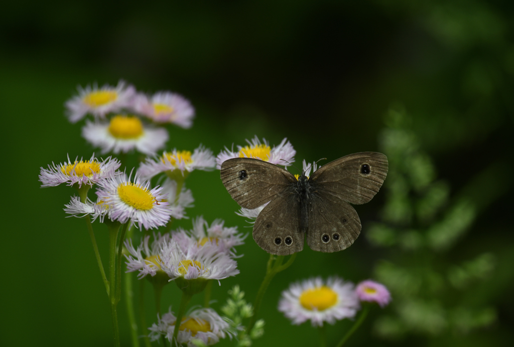 ヒメウラナミジャノメ蝶