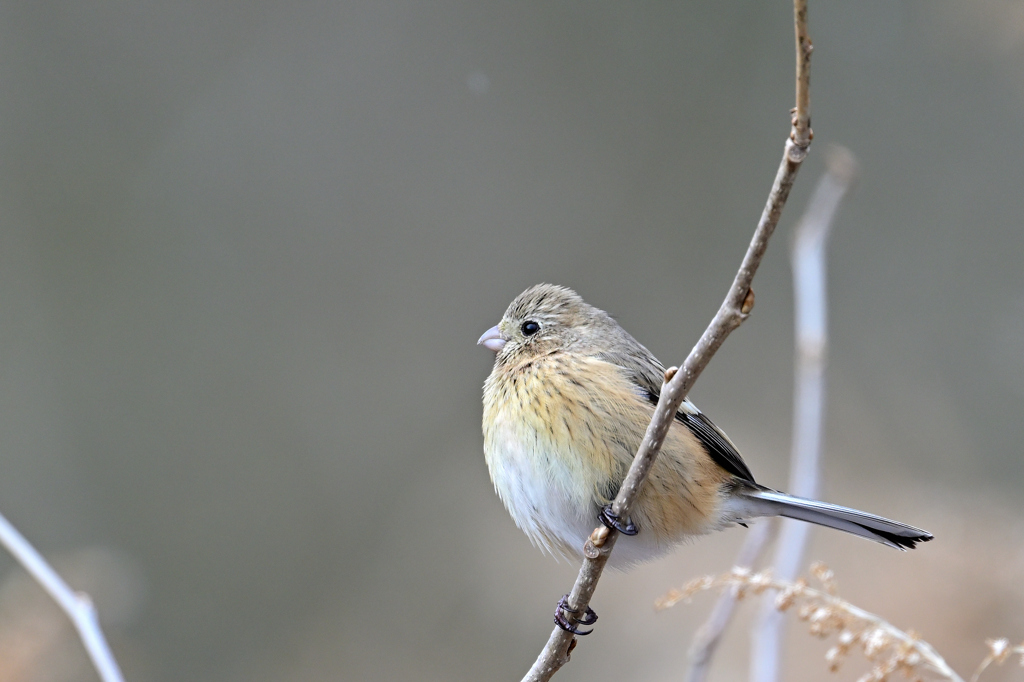 ベニマシ女250209