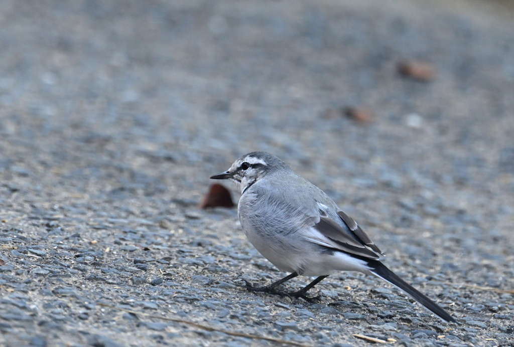 ハクセキレイ220930