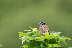 ホオジロ♂220514