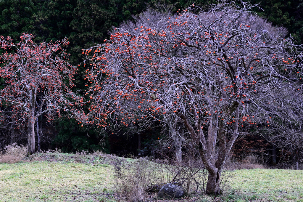 12月の柿の木