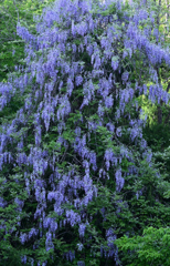 藤のツリー