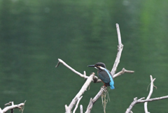 カワセミ220807