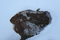 アップルな雪景色