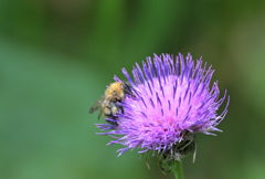 アザミとミツバチ220619