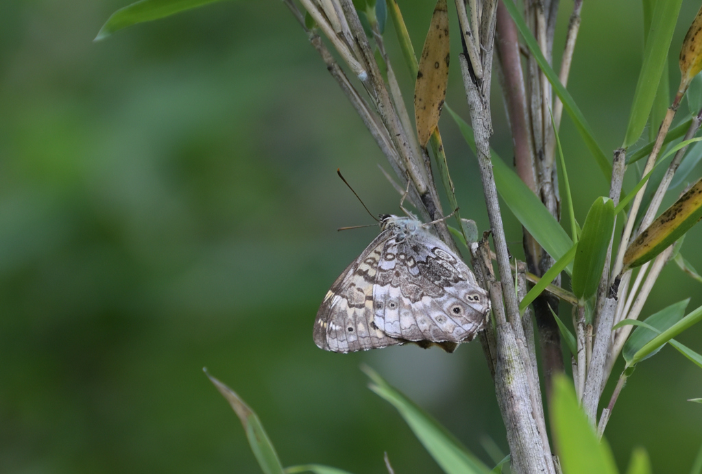 ヤマキマダラヒカゲ蝶