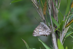 ヤマキマダラヒカゲ蝶