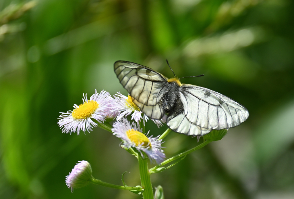 ミヤマシロチョウ