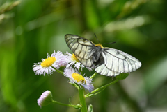 ミヤマシロチョウ