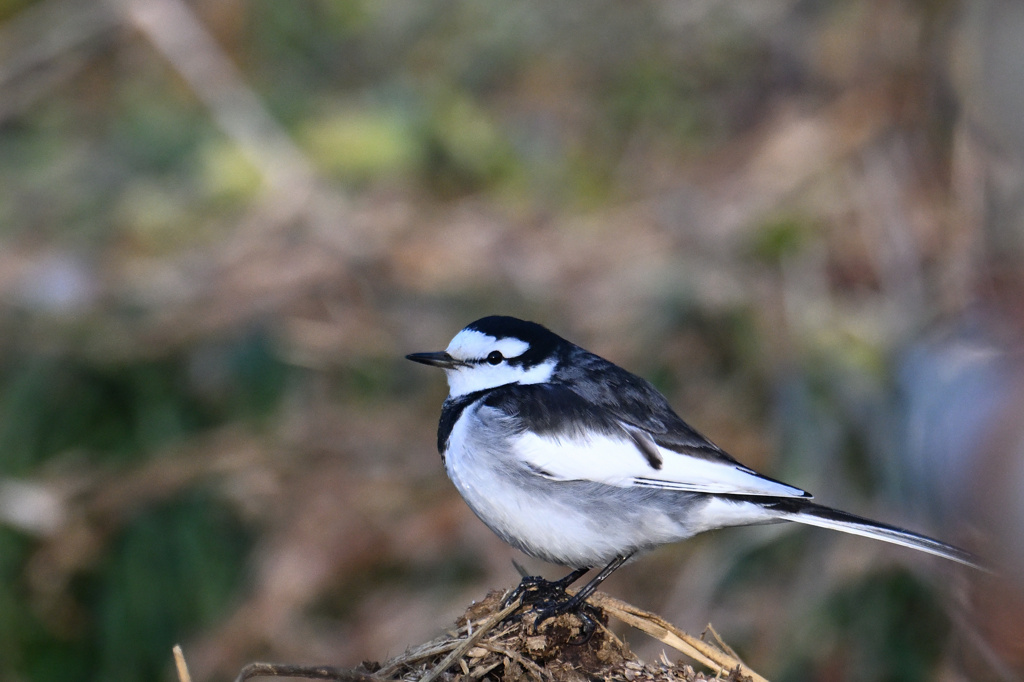 セグロセキレイ