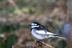 セグロセキレイ