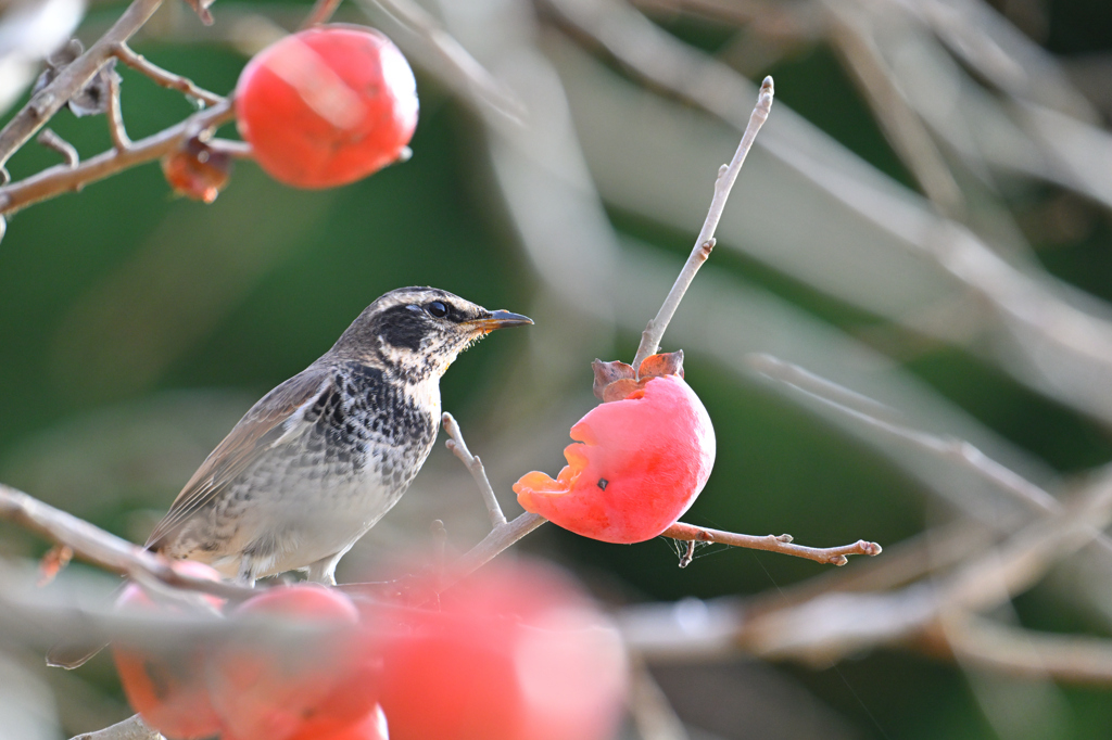 ツグミ251108