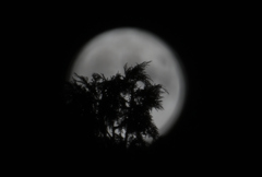 月光シルエット220910