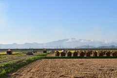 稲刈り風景221006