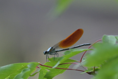 ニホンカワトンボ