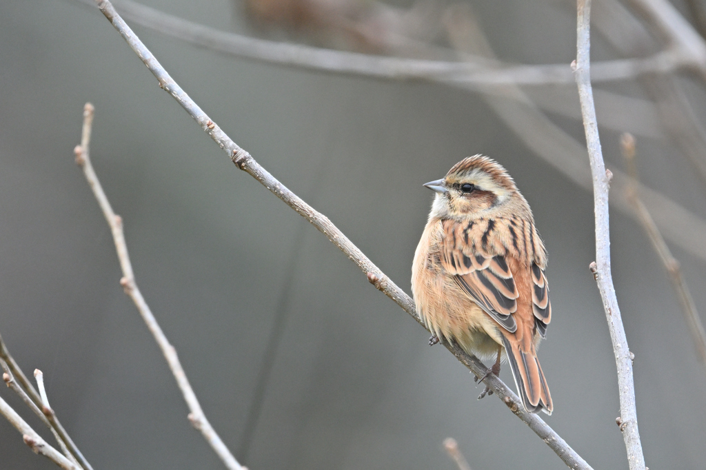 まんまるホオジロ