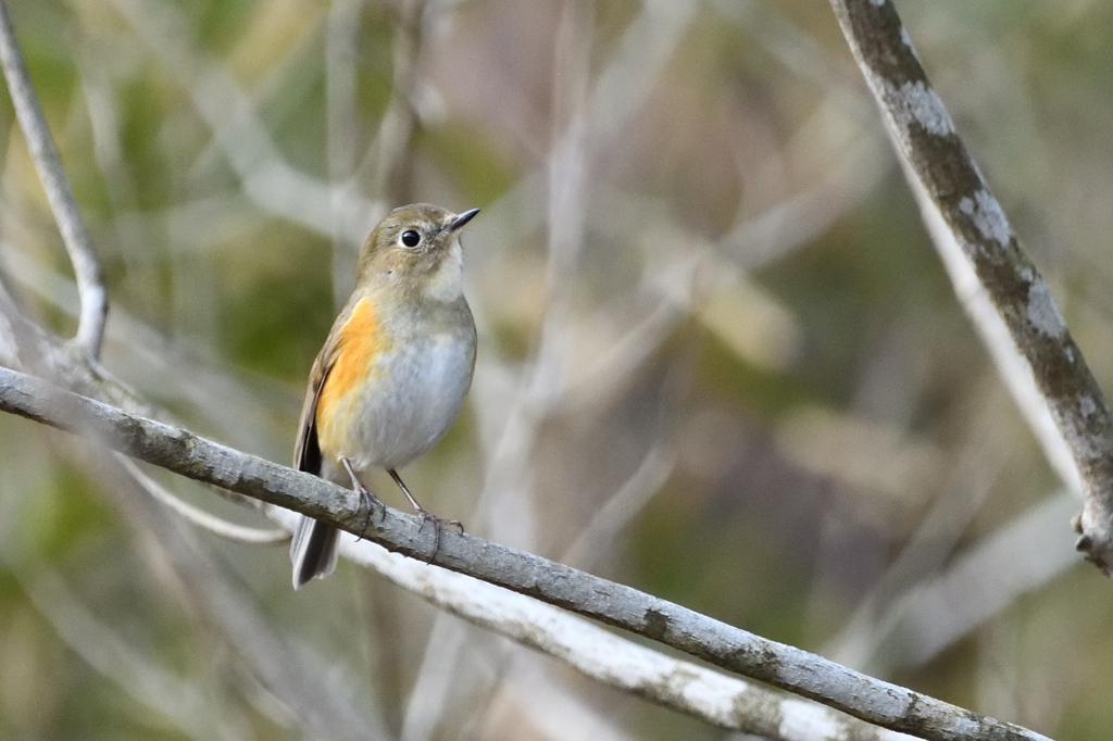 なにを見てるの