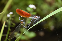 ハートしてます