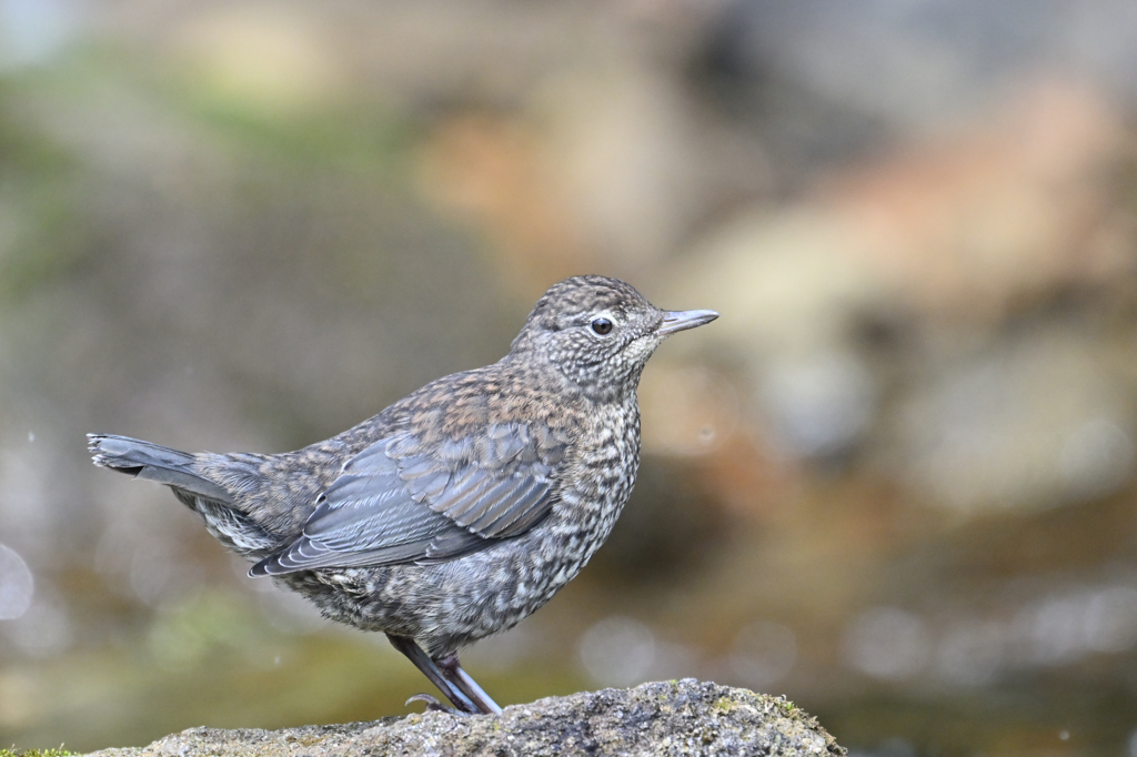 カワガラス(幼鳥）
